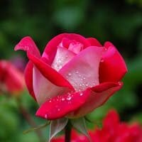 Vibrant red rose with fresh dewdrops, captured in a blooming garden setting.